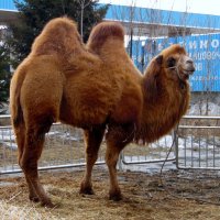 Корабль пустыни в Сибири. :: nadyasilyuk Вознюк