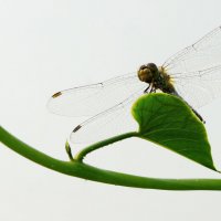 Стрекоза. :: сергей ермошкин Стрекоза. :: сергей ермошкин