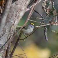 желтоголовый королек. :: юрий макаров