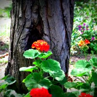 Барселона. :: Владимир Драгунский