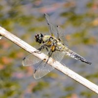 Плоскобрюх четырехпятнистый :: Лариса С.