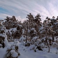 Зимнее :) :: Татьян@ Ивановна