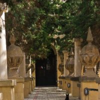 Многочисленные мальтийские кошки :: Натали 