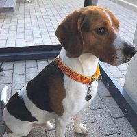 Ждет хозяина :: Наталья ***