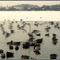 *** :: Aleksandr Gal