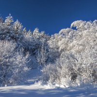 Снег пушистый лежит на ветках словно сказочный наряд... :: Наталья Димова