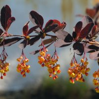 Цветёт декоративный барбарис... :: Татьяна Гнездилова