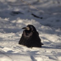 Грач. :: Александр. AVG100 ---