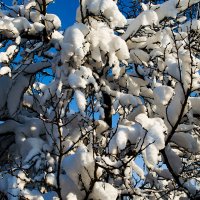 скоро весна! :: Aleksandr . скоро весна! :: Aleksandr .