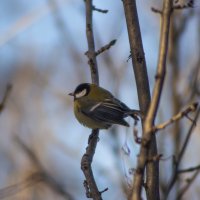 Синица. :: Александр. AVG100 --- Синица. :: Александр. AVG100 ---