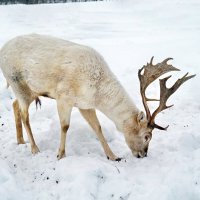 Сафари парк :: Юрий Шувалов