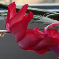 Декабрист :: Freddy 97