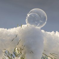 Двойняшки :: Андрей Пристяжнюк