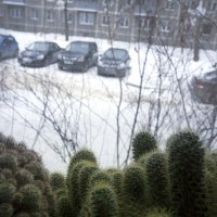 Ну, что там у нас за окном?... :: Владимир Носов