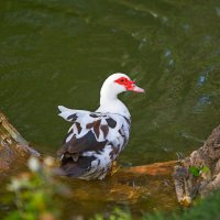 Индоутя :: Светлана Тихонина