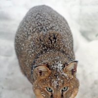 камышовый :: Михаил Бибичков камышовый :: Михаил Бибичков