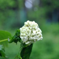 Что-то пошло не так .. :: AleksSPb Лесниченко