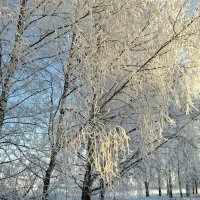 В солнечный денёк января. :: оля san-alondra