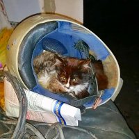 КОТ   В   ШЛЕМЕ :: Анатолий Малобродский