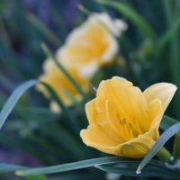 Желтый Лилейник :: Дарья Шуклина