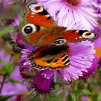 опять про бабочек...437 :: Александр Прокудин