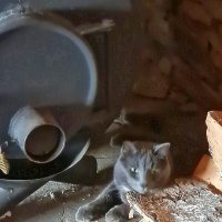 Басик на даче :: Ольга Довженко