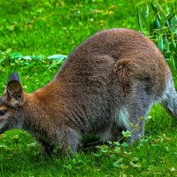 Валлаби :: Aleksey Afonin