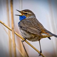 Варакушка :: Aleksey Afonin