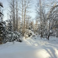 В февральском лесу :: Валерий Иванович В февральском лесу :: Валерий Иванович