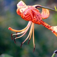 Пестик да тычинки. :: nadyasilyuk Вознюк