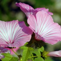 Лаватера. :: nadyasilyuk Вознюк Лаватера. :: nadyasilyuk Вознюк