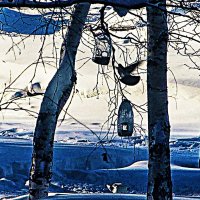 Февраль...Голубь у птичьей кормушки! :: Владимир 