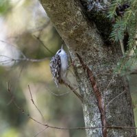 пищуха :: юрий макаров