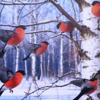 Снегири ищут еду :: Людмила Смородинская