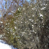 Солнци и зелень :: Юрий Гайворонскiий