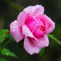 Доброе утро :: Юрий. Шмаков