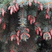 урожай :: Елена Шаламова