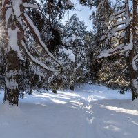 Морозный лес :: Александр Синдерёв