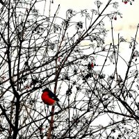 Снегири :: Михаил Столяров Снегири :: Михаил Столяров