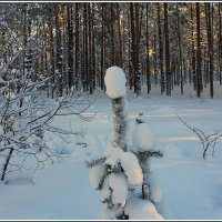 *** :: Aleksandr Gal