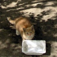 – А что, если рыжий, то ему можно не наливать?.. :: Михаил Андреев