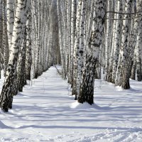 В зимнем парке. :: Анатолий Анищик