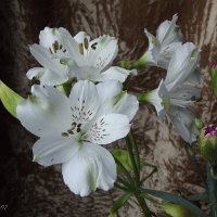 Букет :: Freddy 97