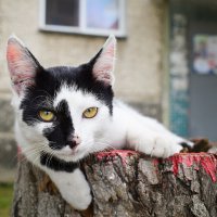 Котик :: Дарья Шуклина