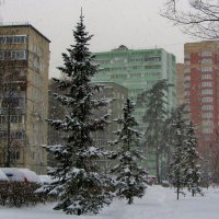 .. городской  пейзаж с  удивительными по форме   ёлками.... :: galalog galalog