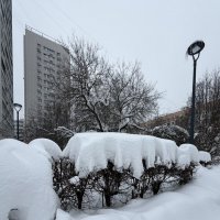 Кусты , как накрытые скатертью столы) :: Любовь Кусты , как накрытые скатертью столы) :: Любовь