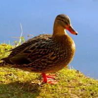 На солнечном бережку :: Юрий. Шмаков