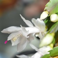 Декабрист шлюмбергера :: Надежда Куркина Декабрист шлюмбергера :: Надежда Куркина