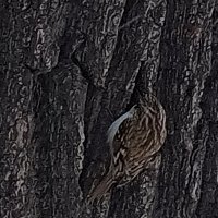 Пищуха :: Сапсан 