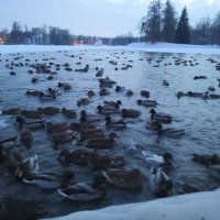 Утки :: Сапсан 